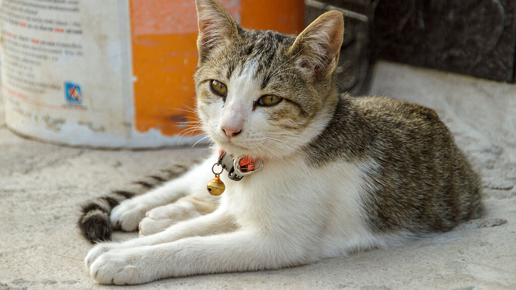 20230307-164010-THAI4430.jpg